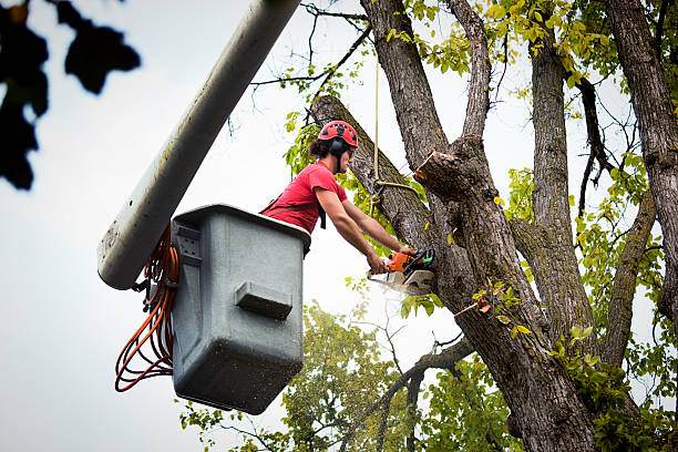 Leaf Removal in Cetronia, PA